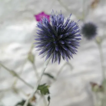 House Burgblick2 With Garden - Vosproperties Vakantiehuis *